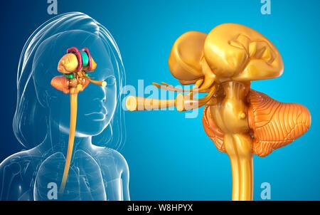 Illustration d'une des structures du cerveau de l'enfant. Banque D'Images