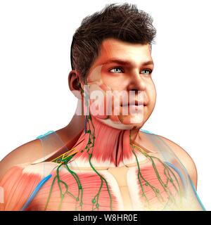 Illustration de l'homme et de l'anatomie de la poitrine. Banque D'Images