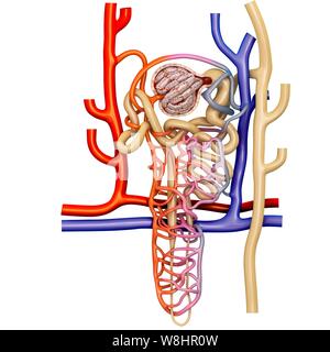 Illustration de la structure du néphron dans un rein. Banque D'Images