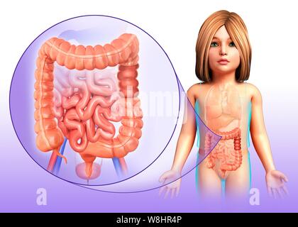 Illustration d'un enfant est gros et le petit intestin. Banque D'Images
