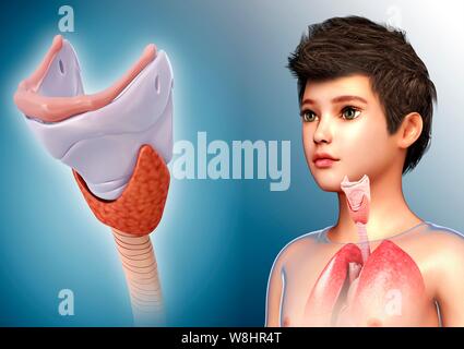 Illustration d'un enfant du cartilage thyroïde. Banque D'Images