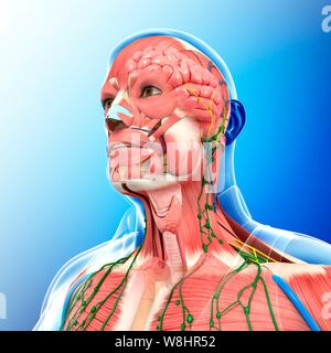 Illustration de l'homme et de l'anatomie de la poitrine. Banque D'Images