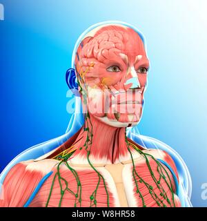 Illustration de l'homme et de l'anatomie de la poitrine. Banque D'Images