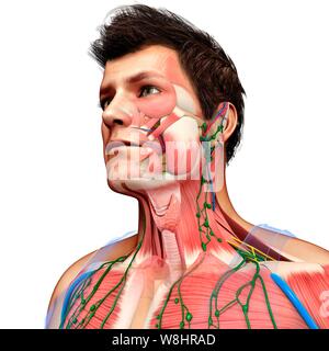 Illustration de l'homme et de l'anatomie de la poitrine. Banque D'Images