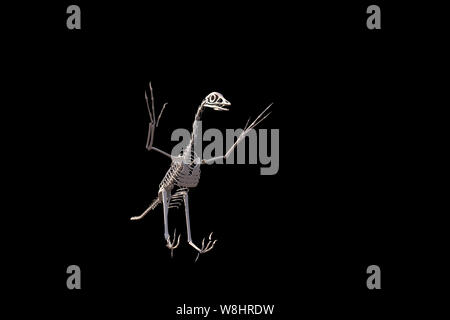 La structure du squelette de dinosaure archéoptéryx sur fond noir, illustration. Ces oiseaux comme les dinosaures ont vécu il y a environ 150 millions d'années durant le Jurassique tardif. Banque D'Images