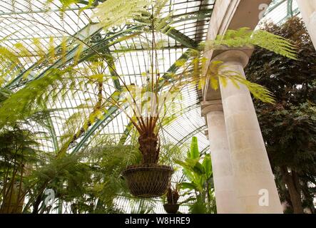 Chambre verte avec palmiers, Palais Royal, Namur, Belgique. Banque D'Images
