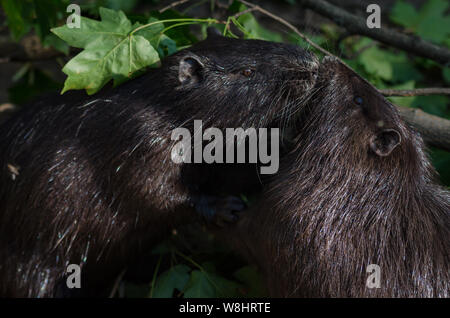 Close up de ragondin dans la nature. Deux baisers nutrias. Fermer coup de ragondin. Banque D'Images