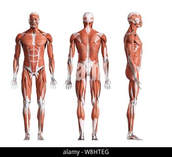 Musculature masculine, illustration de l'ordinateur. Banque D'Images