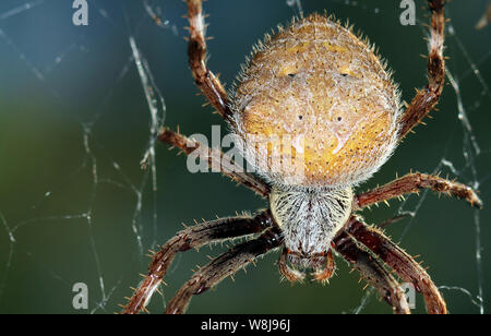 Golden Orb Weaver l'arachnoïde de près d'une Macro araignée australienne Banque D'Images