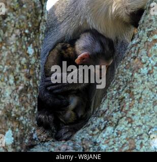 Photo verticale d'un bébé singe près de sa mère assise sur un arbre Banque D'Images