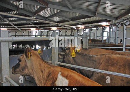 Vaches de Jersey dans la salle de traite rotative d'une laiterie, côte ouest, Nouvelle-Zélande Banque D'Images