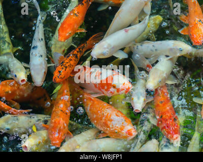 Un grand groupe d'adultes nishikigoi, carpes koï dans des couleurs différentes, comme l'or, blanc, blanc, avec rouge, blanc repéré dans un étang. Banque D'Images