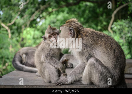 La mère et le bébé singe à longue queue balinais du Monkey Temple, Ubud Banque D'Images