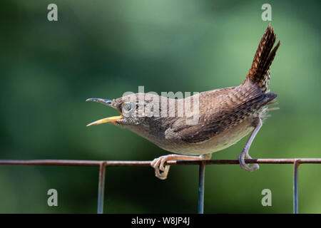 La colère du troglodyte familier assis sur un grillage reprochant un autre oiseau de spéculateur, NY USA Banque D'Images