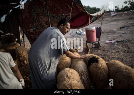 Tripoli (Libye). 9 Août, 2019. Un homme choisit un marché de l'élevage de moutons à à Tripoli, Libye, le 9 août, 2019. La Libye Centre national de santé des animaux a déclaré vendredi que 350 000 moutons ont été importés pour l'Aïd al-Adha, ou le 'festival du sacrifice." Source : Xinhua/Salahuddien Amru Banque D'Images