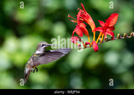 Un colibri à gorge rubis mâle immature oscillant autour de à bright Red crocosmia fleur dans un jardin en spéculateur NY USA Banque D'Images