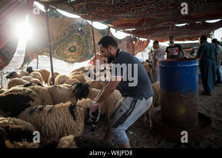 Tripoli (Libye). 9 Août, 2019. Un homme fait glisser un mouton à un marché de bétail à Tripoli, Libye, le 9 août, 2019. La Libye Centre national de santé des animaux a déclaré vendredi que 350 000 moutons ont été importés pour l'Aïd al-Adha, ou le 'festival du sacrifice." Source : Xinhua/Salahuddien Amru Banque D'Images