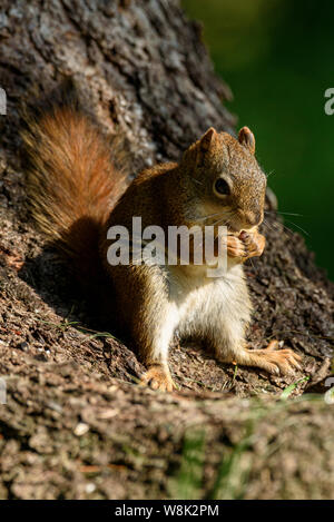 Un Écureuil roux Tamiasciurus hudsonicus, manger des noix à la base de l'arbre Banque D'Images