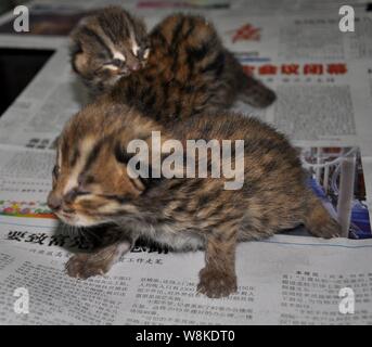 Leopard cat chatons sont reposant à un bureau forestier Laibin, ville de la Chine du Sud, région autonome Zhuang du Guangxi, 15 mars 2016. Les médias locaux a fait savoi Banque D'Images