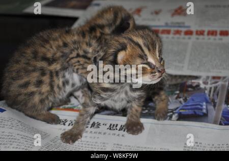 Leopard cat chatons sont reposant à un bureau forestier Laibin, ville de la Chine du Sud, région autonome Zhuang du Guangxi, 15 mars 2016. Les médias locaux a fait savoi Banque D'Images