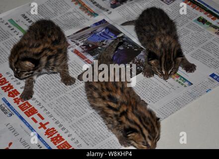 Leopard cat chatons sont reposant à un bureau forestier Laibin, ville de la Chine du Sud, région autonome Zhuang du Guangxi, 15 mars 2016. Les médias locaux a fait savoi Banque D'Images