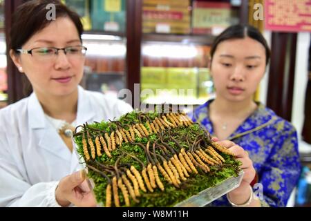 --FILE--employés chinois montrent cordyceps, ou Caterpillar Fungus, une sorte de médecine traditionnelle chinoise (MTC), dans un marché à Yiwu City, est de la Chine. Banque D'Images