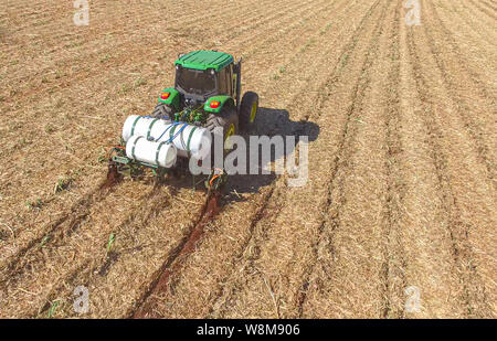 La plantation de canne à sucre par l'application d'engrais et d'insecticides avec tracteur Banque D'Images