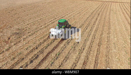 La plantation de canne à sucre par l'application d'engrais et d'insecticides avec tracteur Banque D'Images