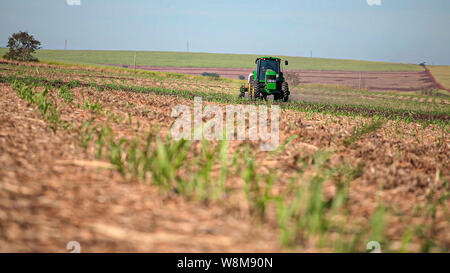 La plantation de canne à sucre par l'application d'engrais et d'insecticides avec tracteur Banque D'Images