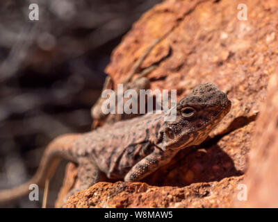 Dragon peint (Ctenophorus pictus) Banque D'Images