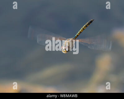 Emerald Dragonfly (Hemicordulia tau tau) Banque D'Images