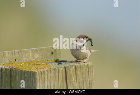 Un rare Bruant hudsonien, Passer montanus, perché sur un poteau de clôture en bois avec une chenille dans son bec. Banque D'Images