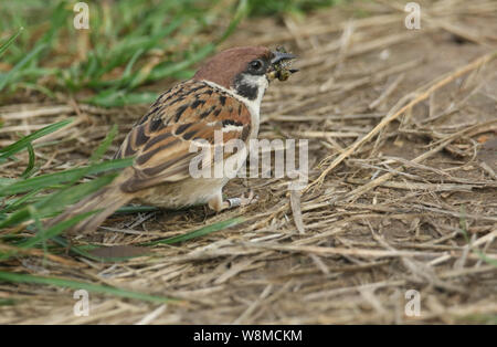 Un rare Bruant hudsonien, Passer montanus, se nourrissant d'une chenille sur le terrain au Royaume-Uni. Banque D'Images