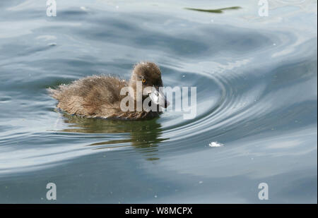 Un mignon petit canard, fuligule morillon Aythya fuligula, natation sur un lac au Royaume-Uni. Banque D'Images