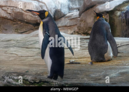 Berlin, Allemagne. 09Th Aug 2019. Le gay-king penguins Skipper et Ping dans leur zoo. Les deux hommes se sont comportés comme des pingouins et les parents exemplaires réchauffé l'œuf alternativement dans leur ventre. Credit : Taylan Gökalp/dpa/Alamy Live News Banque D'Images