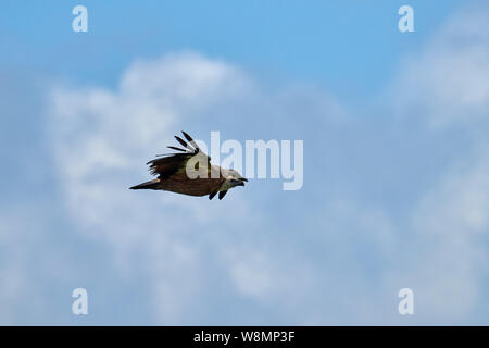 Les Griffon Vulture. Griffin-vautour. Vulture, touche, griffin Griffon Griffon Vulture Vol. Vue de côté Banque D'Images