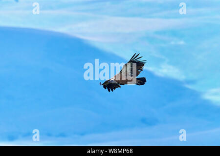 Les Griffon Vulture. Griffin-vautour. Vulture, touche, griffin Griffon Griffon Vulture Vol. Vue de côté Banque D'Images