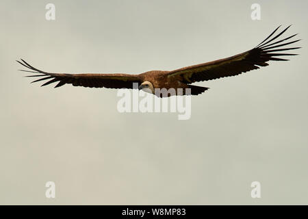 Les Griffon Vulture. Griffin-vautour. Vulture, touche, griffin Griffon Griffon Vulture Vol. Vue avant Banque D'Images