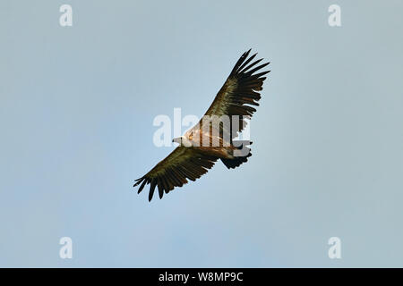 Les Griffon Vulture. Griffin-vautour. Vulture, touche, griffin Griffon Griffon Vulture Vol. Vue de dessous Banque D'Images