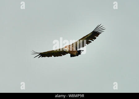 Les Griffon Vulture. Griffin-vautour. Vulture, touche, griffin Griffon Griffon Vulture Vol. Vue avant Banque D'Images