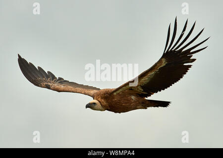 Les Griffon Vulture. Griffin-vautour. Vulture, touche, griffin Griffon Griffon Vulture Envergure Vol Banque D'Images