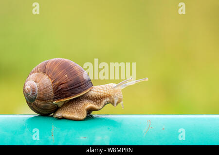 Escargot rampant sur le poteau de métal à côté d'un jardin verdoyant Banque D'Images