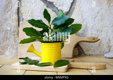 Juste pris en vert parfumé les branches et les feuilles de laurier dans un godet jaune décoratifs sur un arrière-plan en pierre Banque D'Images