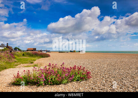 16 Juin 2019 : Aldeburgh, Suffolk, UK - la plage, couverte de bardeau, et des fleurs sauvages, sur une belle journée d'été, ciel bleu et nuages blancs. Banque D'Images