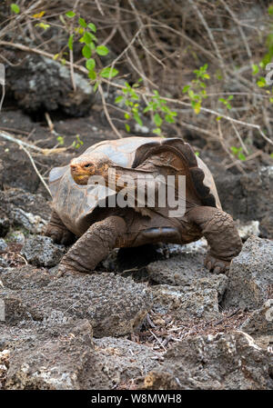 Diego la célèbre tortue de l'île Santa Cruz, Equateur Banque D'Images