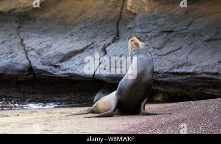 Les lions de mer des Galápagos prises sur la plage Banque D'Images