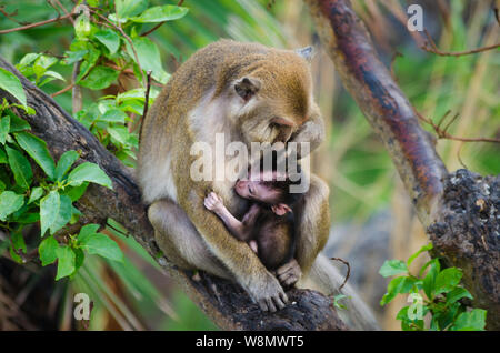 Les macaques, une maman singe est assis sur un arbre avec son petit enfant. Les singes sont étreindre. Bébé singe Banque D'Images