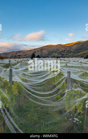 Filet blanc couvre les rangées de vignes dans un vignoble dans le sud de l'île de la Nouvelle-Zélande, de belles collines au loin, personne à l'image Banque D'Images