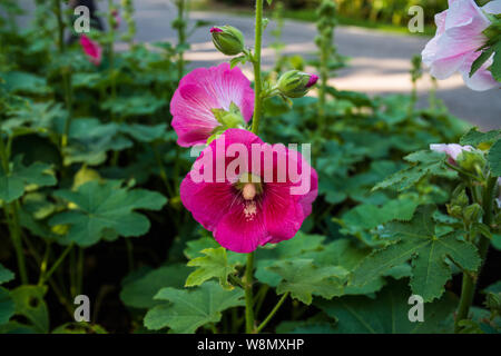 Roses trémières rose dans le champ vert Banque D'Images