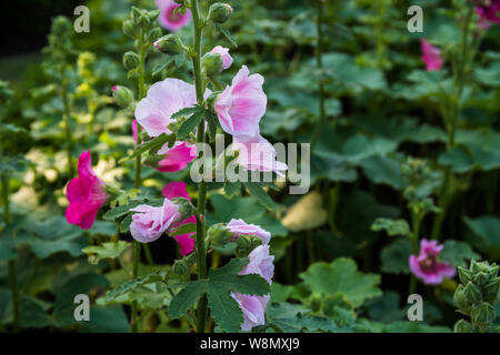 Roses trémières rose dans le champ vert Banque D'Images